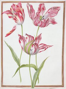 PD.109-1973.f14三个&39;破碎的&39;郁金香（在牛皮纸上的wc） 作者 尼古拉斯·罗伯特